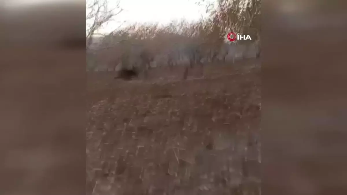 Çiftçi Traktörle Bahçesine Giren Domuzu Kovaladı