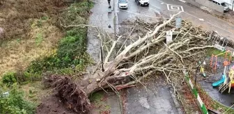 Fırtına 650 yıllık çınarı devirdi