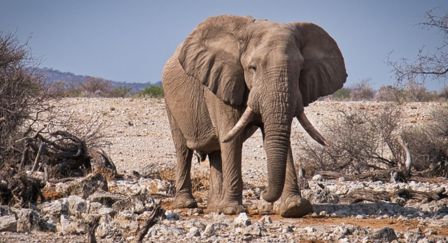 Kahve falında fil görmek ne demek?