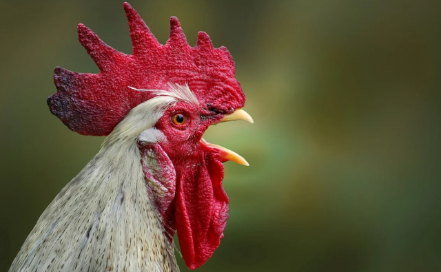 Kahve falında horoz görmek ne demek?