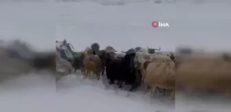 Tunceli'de Koyun Sürüleri Kar ve Tipiyle Mücadele Ediyor