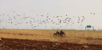 Şanlıurfa'da Kuraklık Hububat Ekim Takvimini Değiştiriyor