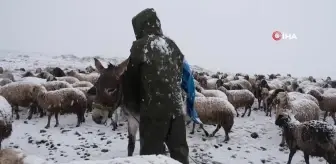 Koyun Sürüleri Karın Mağduru Oldu