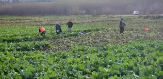 8 bin yıllık bahçede son hasat: Demeti 6 TL'den satılıyor