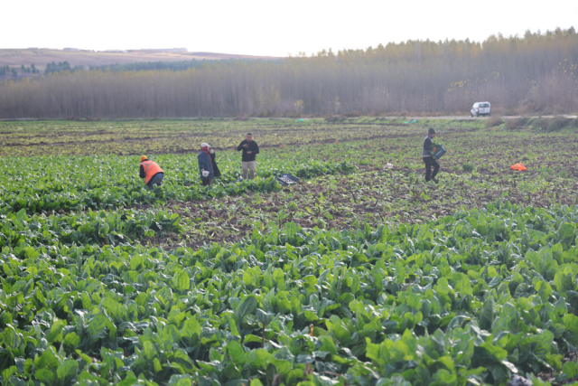 Final harvest in the 8,000-year-old garden: Bunches are sold for 6 TL