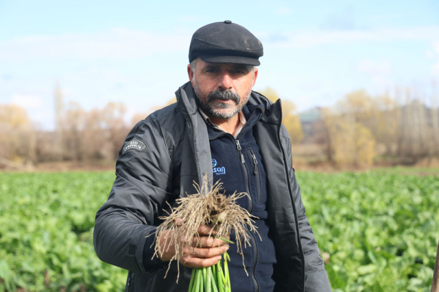 Final harvest in the 8,000-year-old garden: Bunches are sold for 6 TL