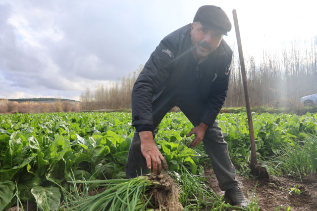 Final harvest in the 8,000-year-old garden: Bunches are sold for 6 TL