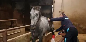 Erzurum'da Sokakta Bulunan Atın Kırık Ayağı Tedavi Ediliyor