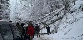 Bolu'da Gölcük Tabiat Parkı Yolunda Kar ve Tipi Nedeniyle Ağaçlar Devrildi