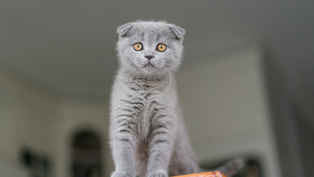 Scottish kediler yasaklandı mı? Hollanda Scottish cinsi kedi neden yasaklandı?
