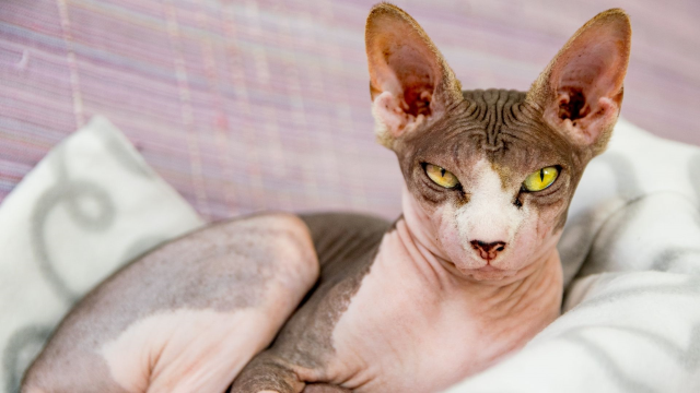 Sphynx kedi yasaklandı mı? Sphynx cinsi kedi sahiplenmek neden yasaklandı?