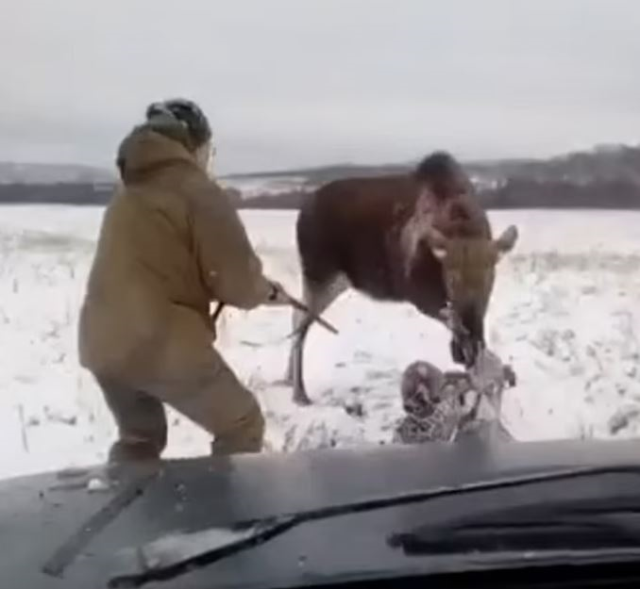 Injured deer hospitalized the hunter