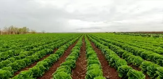 Adıyaman'da Marul Hasadı Başladı: Tütüne Alternatif Ürünler Geliştiriliyor