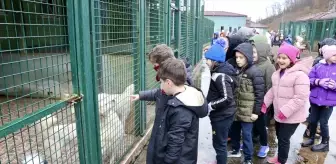 Öğrenciler Sokak Hayvanları için İyilik Projesi Gerçekleştirdi