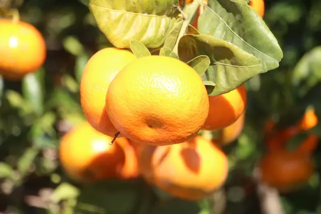 Slovakia rejected the export due to pesticide residues in the mandarins