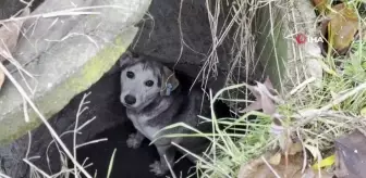 Kuyuya Düşen Sokak Köpeği İtfaiye Ekipleri Tarafından Kurtarıldı