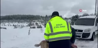 Sinop'ta Evcil ve Yabani Hayvanlara Yem Desteği