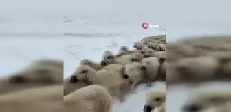 Yüzlerce Koyun Donmaktan Kurtarıldı