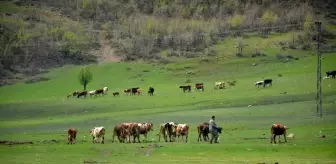 Aydın'da Mera Islah Projesi Onaylandı, Üreticilere Hibe Yem Tohumu Dağıtılacak