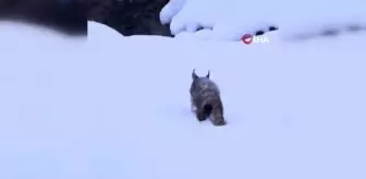 Kırmızı Listedeki Vaşak Tunceli'de Görüntülendi