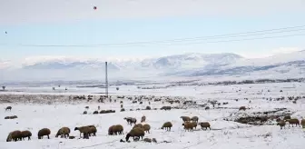 Muş'ta Besiciler Kar Yağışı Nedeniyle Hayvanlarını Köye İndirdi