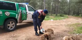 Antalya'da Sokak Hayvanları İçin Mama Desteği