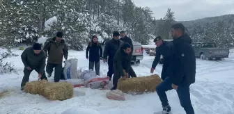 Çankırı'da Yabani Hayvanlar İçin Yem Bırakıldı