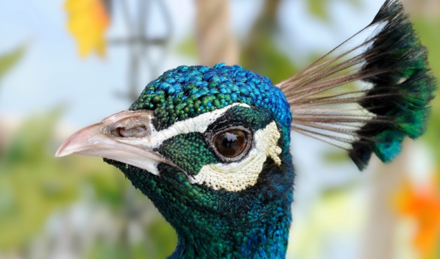 Kahve falında tavus kuşu görmek ne demek? Kahve falında tavus kuşu görmek ne demek?