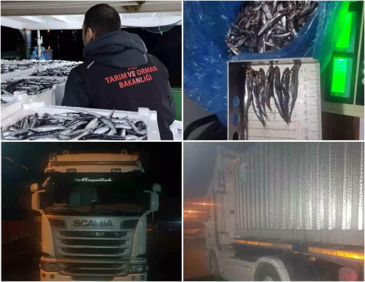 Sinop'ta Yasal Boyun Altında Avlanan 10 Ton Hamsi Ele Geçirildi