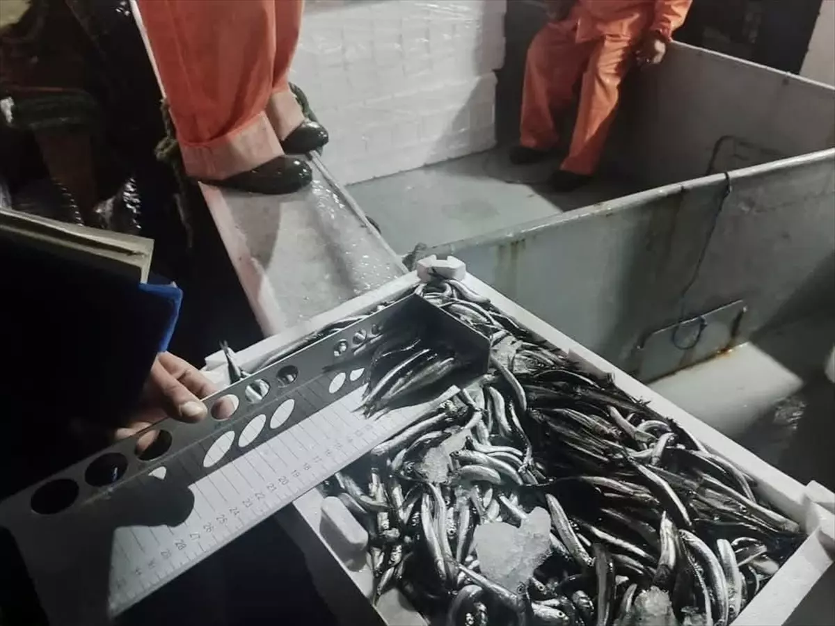 Sinop'ta Mevzuata Aykırı Olarak Avlanan 10 Ton Hamsi Yakalandı