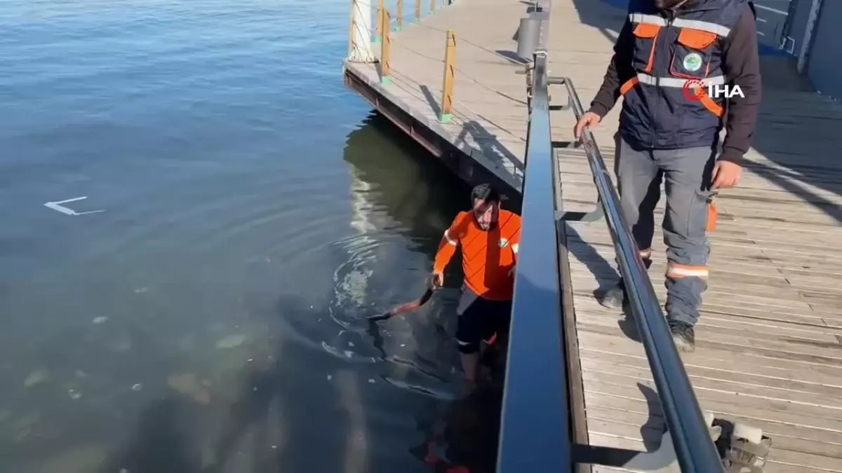 Belediye personeli denize düşen Türk bayrağı için buz gibi suya girdi