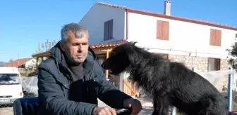 Traktörün Kaportasında Yolculuk Eden Sevimli Köpek: Kara