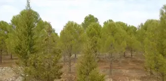 Gaziantep'te Atıl Alanlar Yeşil Bir Alana Dönüştü