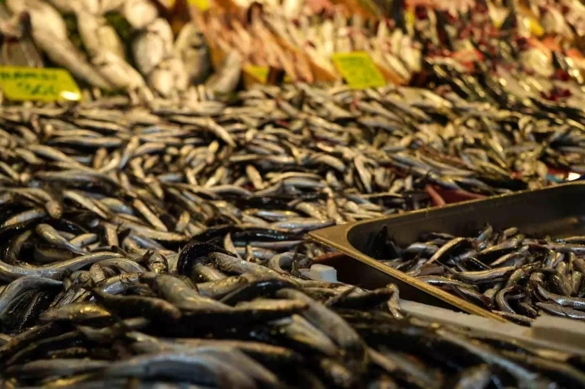 Kocaeli'de Hamsi ve Çinekop'a Yoğun İlgi