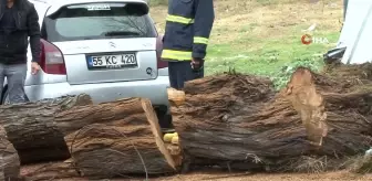 Avcılar'da Devrilen İğde Ağacı Elektrik ve İnternet Kablosuna Zarar Verdiy