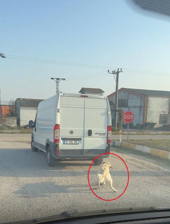 A human wouldn't do this! Dragging a dog tied to the back of a minibus