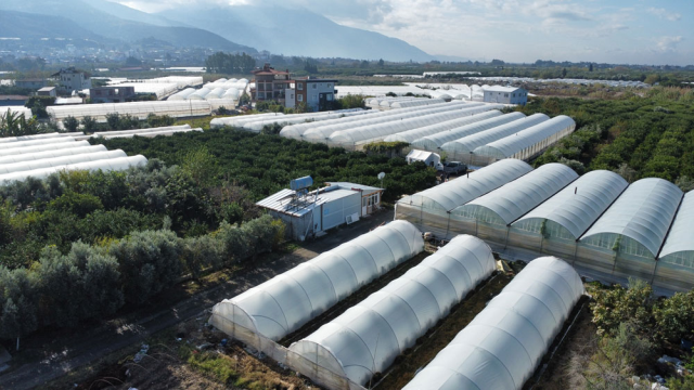 Turkey's Hottest Pepper Samandağ Pepper is Counting Down for Harvest