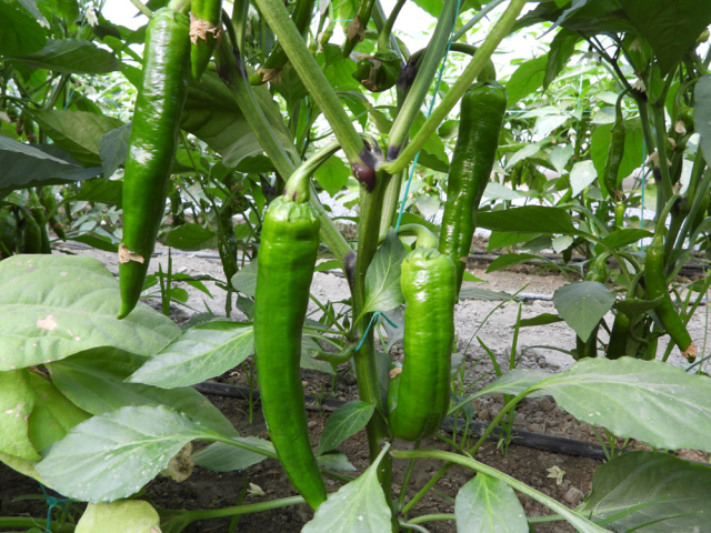 Turkey's Hottest Pepper Samandağ Pepper is Counting Down for Harvest