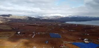 Elazığ'da Üzümler Soğuk Havalara Rağmen Hasat Ediliyor