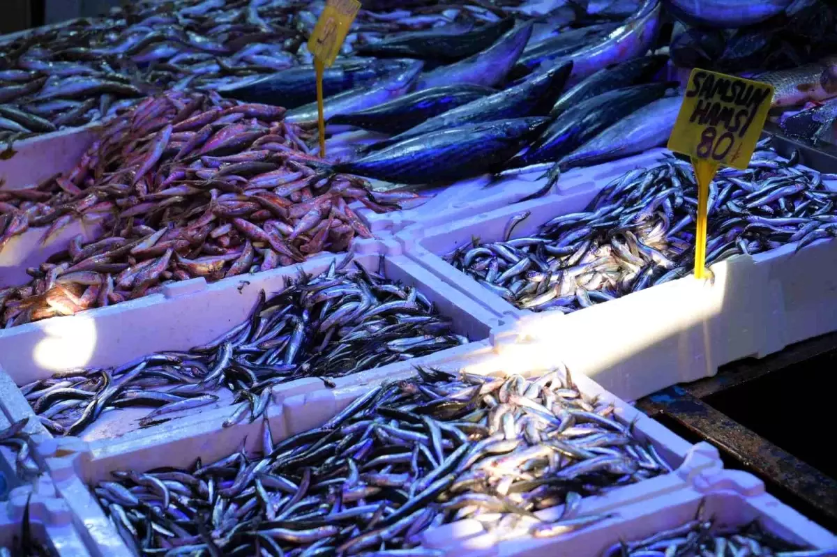Samsun'da Hamsi Fiyatları Düşüyor, Talep Artıyor
