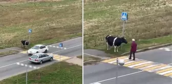 Yolun karşısına geçmek için sahibini bekleyen inek, viral oldu