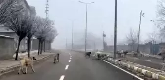 Ağrı'da Başbıçak Köpekler Tehdit Oluşturuyor