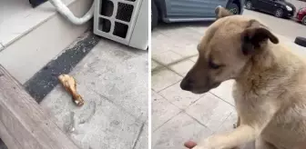 Sokak köpeği, kendisini besleyen kişinin dükkanına tavuk budu bıraktı