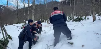 Giresun'da Yaban Hayvanları İçin Doğaya Yem Bırakıldı