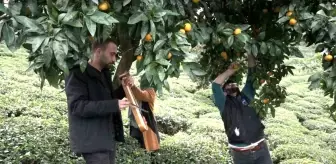 Derepazarı Mandalinasında İlk Hasat Kemençe Eşliğinde Gerçekleştirildi