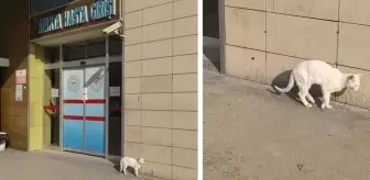 Bacağı kırılan kedi, hastanenin acil servisine geldi