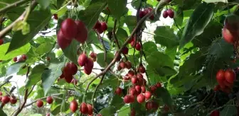 Rize'de Tropikal Tamarillo Meyvesi Yetiştiriliyor