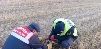 Kırıkkale'de Yaralı Şahin Tedavi Altına Alındı