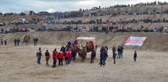 Denizli'de Deve Güreşi Festivali Coşkusu