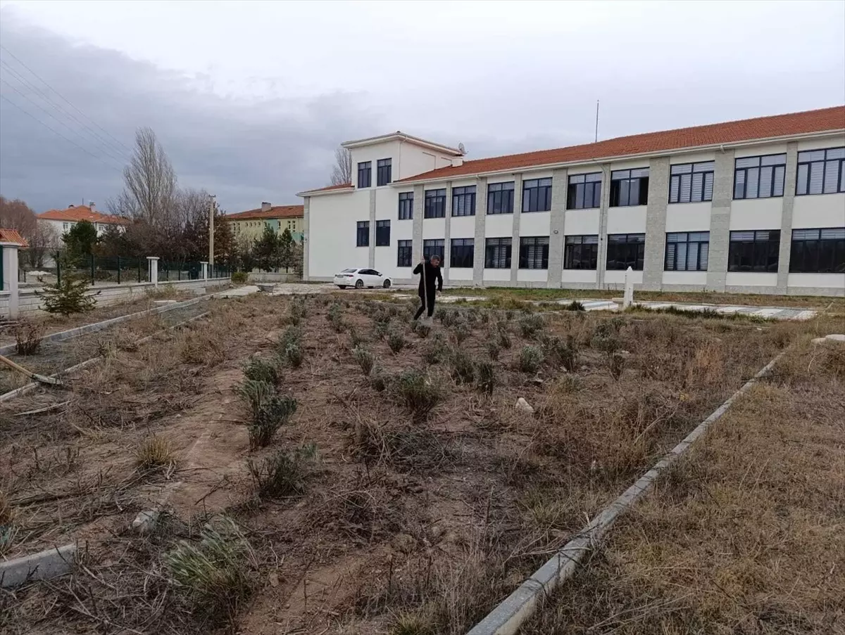 Ortaokulda Lavanta Yetiştiriciliği Projesi Başlatıldı